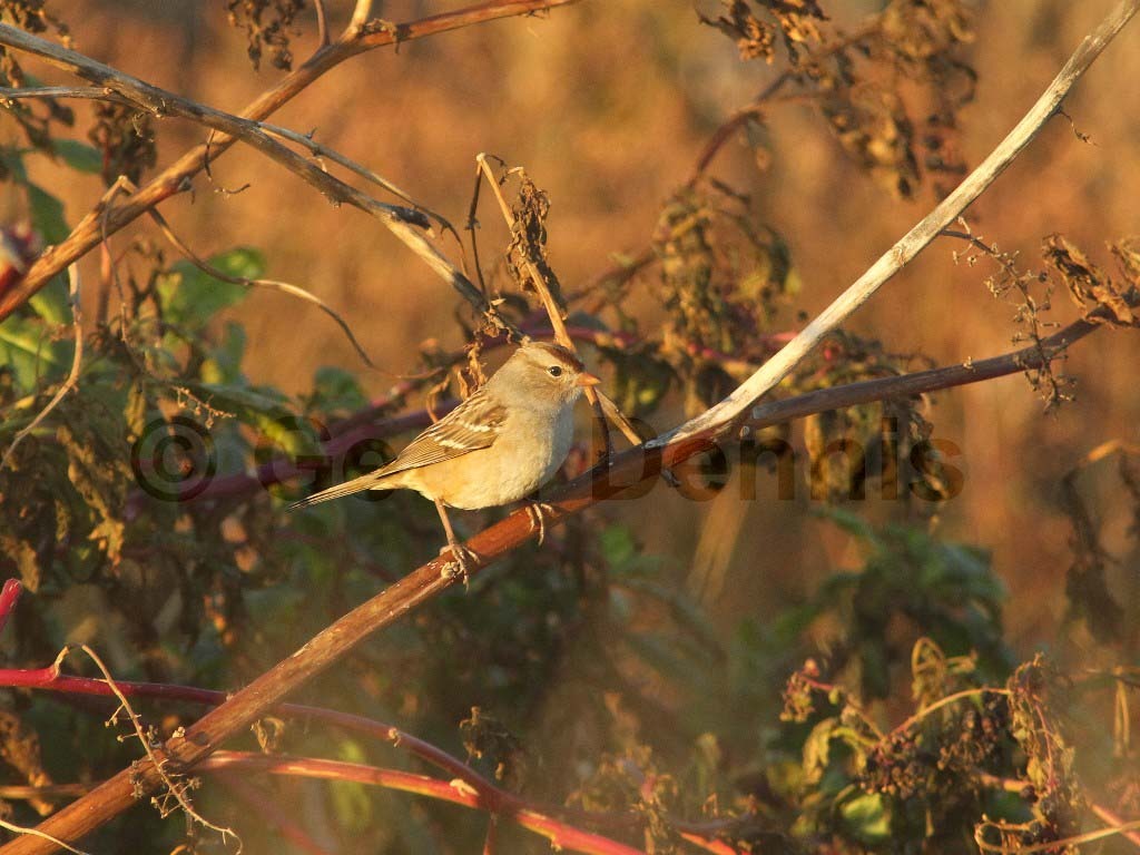 WCSP-AU_White-crowned-Sparrow