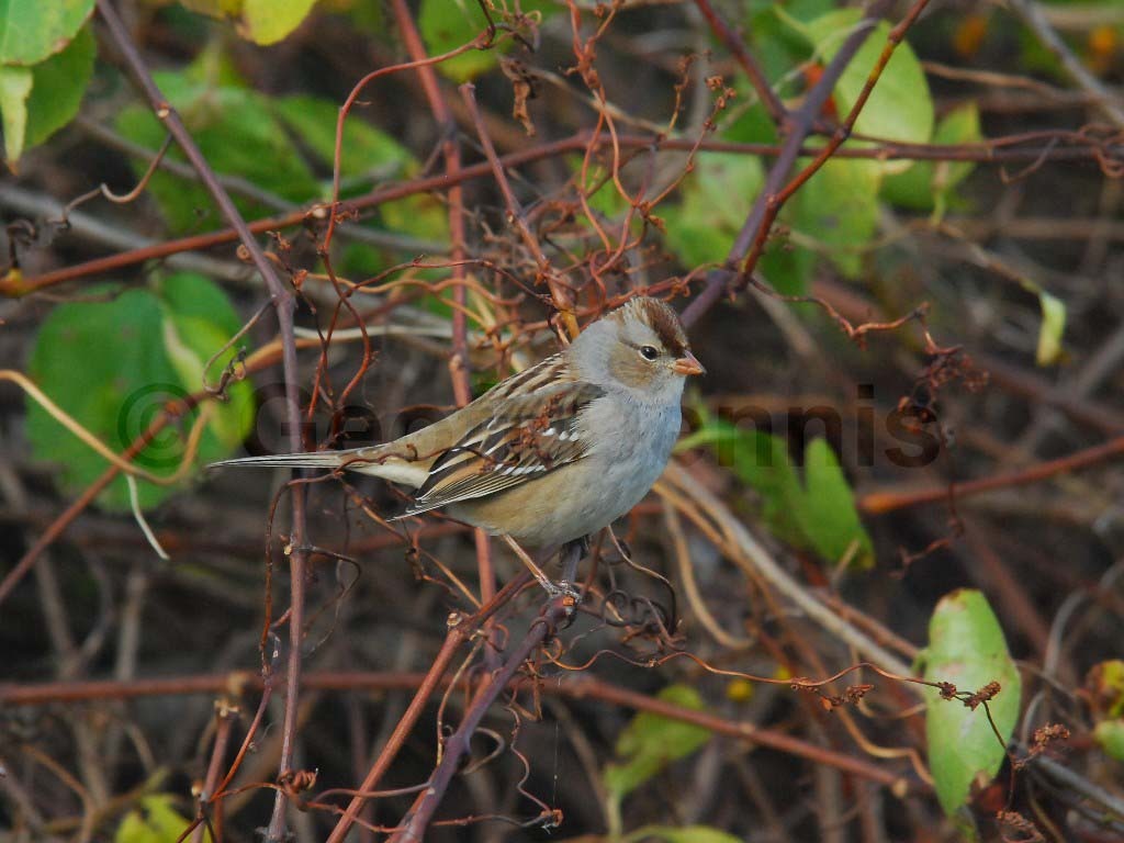 WCSP-AV_White-crowned-Sparrow