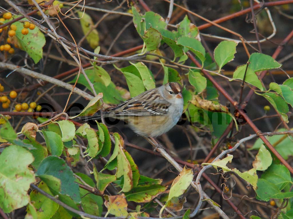 WCSP-AW_White-crowned-Sparrow