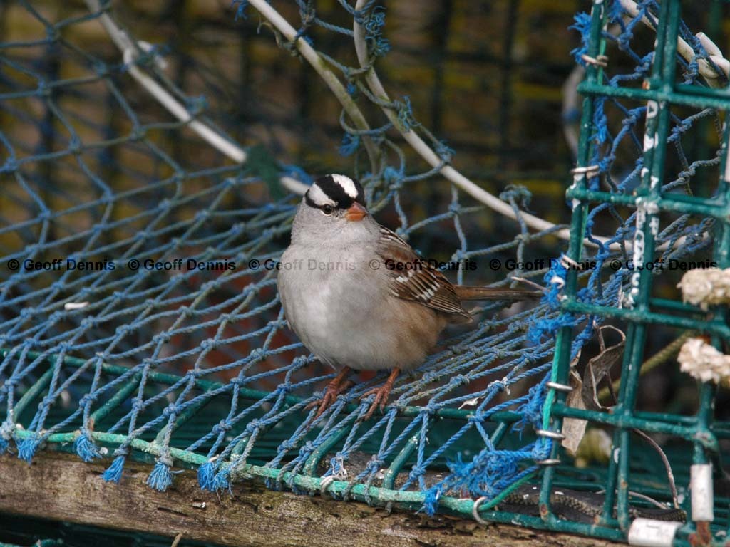 WCSP-AXa_White-crowned-Sparrow