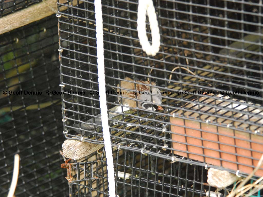WCSP-AY_White-crowned-Sparrow