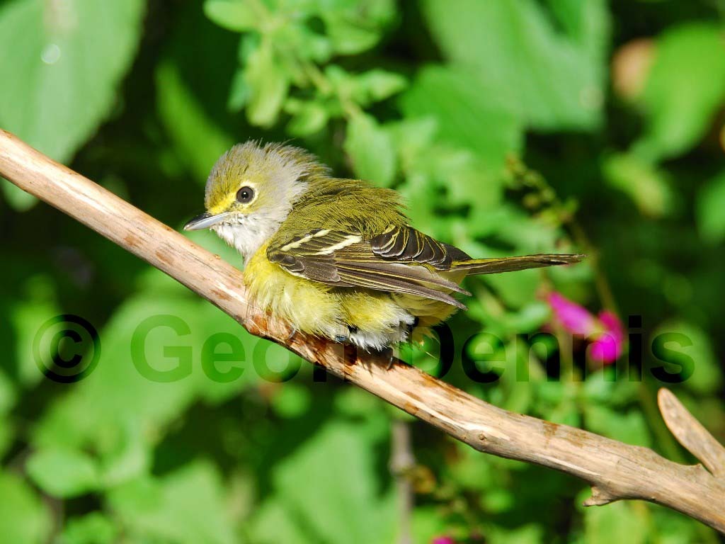 WEVI-AA_White-eyed-Vireo