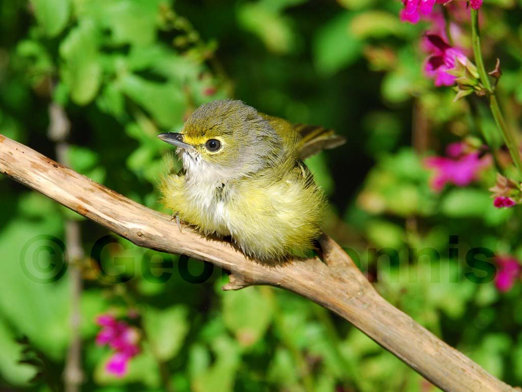 WEVI-AB_White-eyed-Vireo