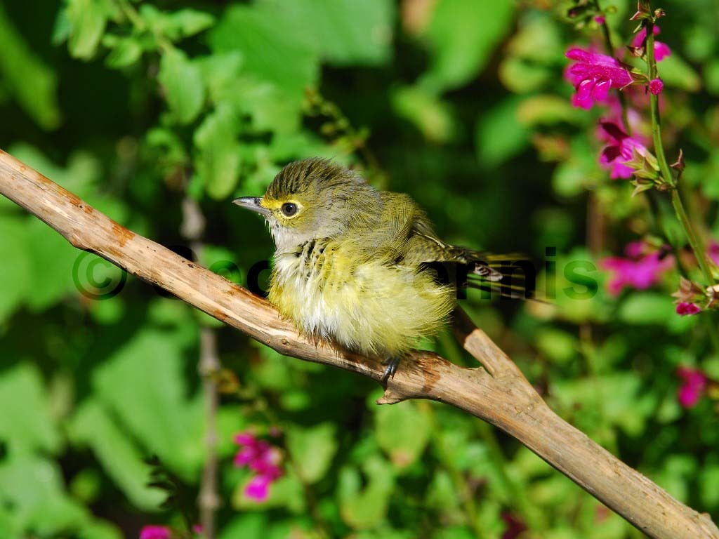 WEVI-AC_White-eyed-Vireo