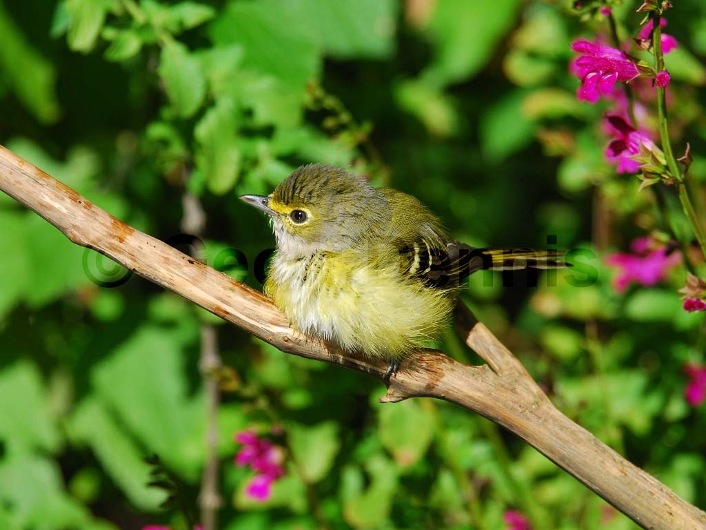 WEVI-AD_White-eyed-Vireo