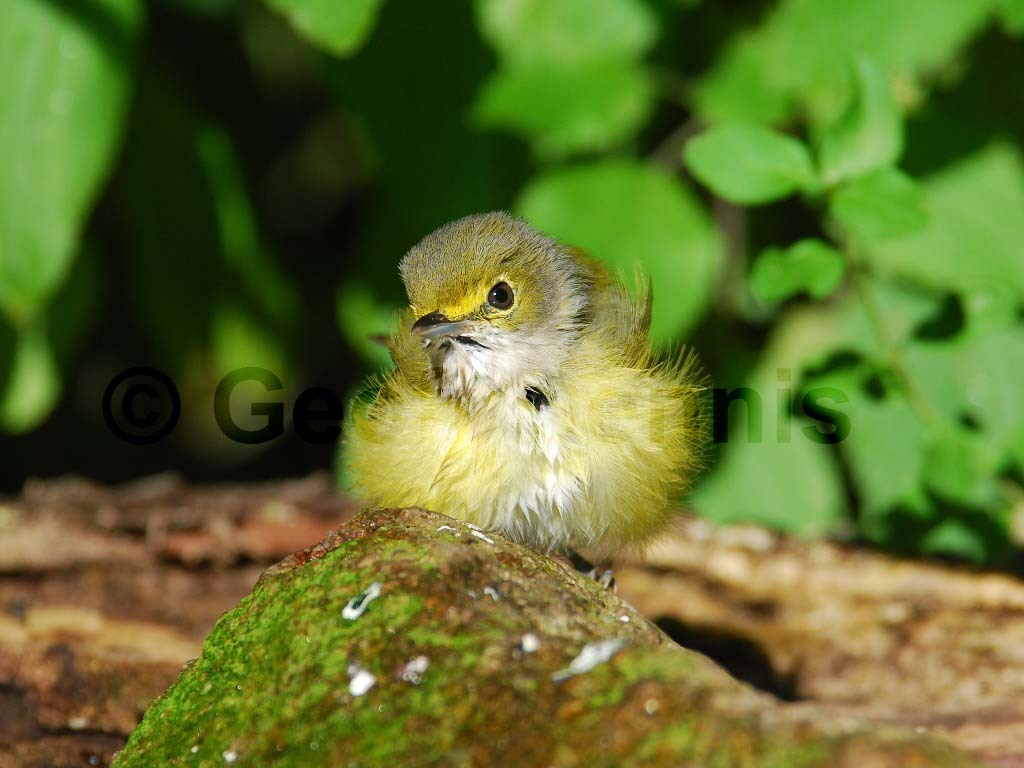 WEVI-AE_White-eyed-Vireo