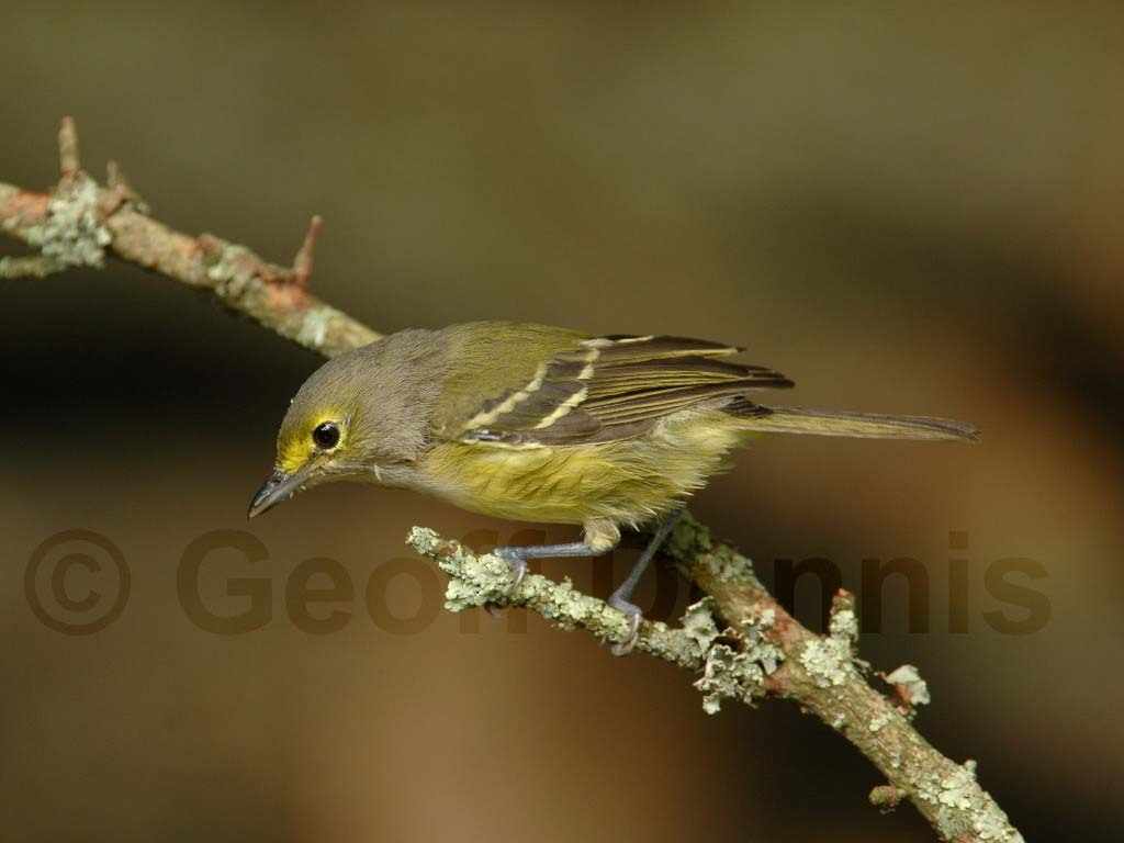 WEVI-AF_White-eyed-Vireo