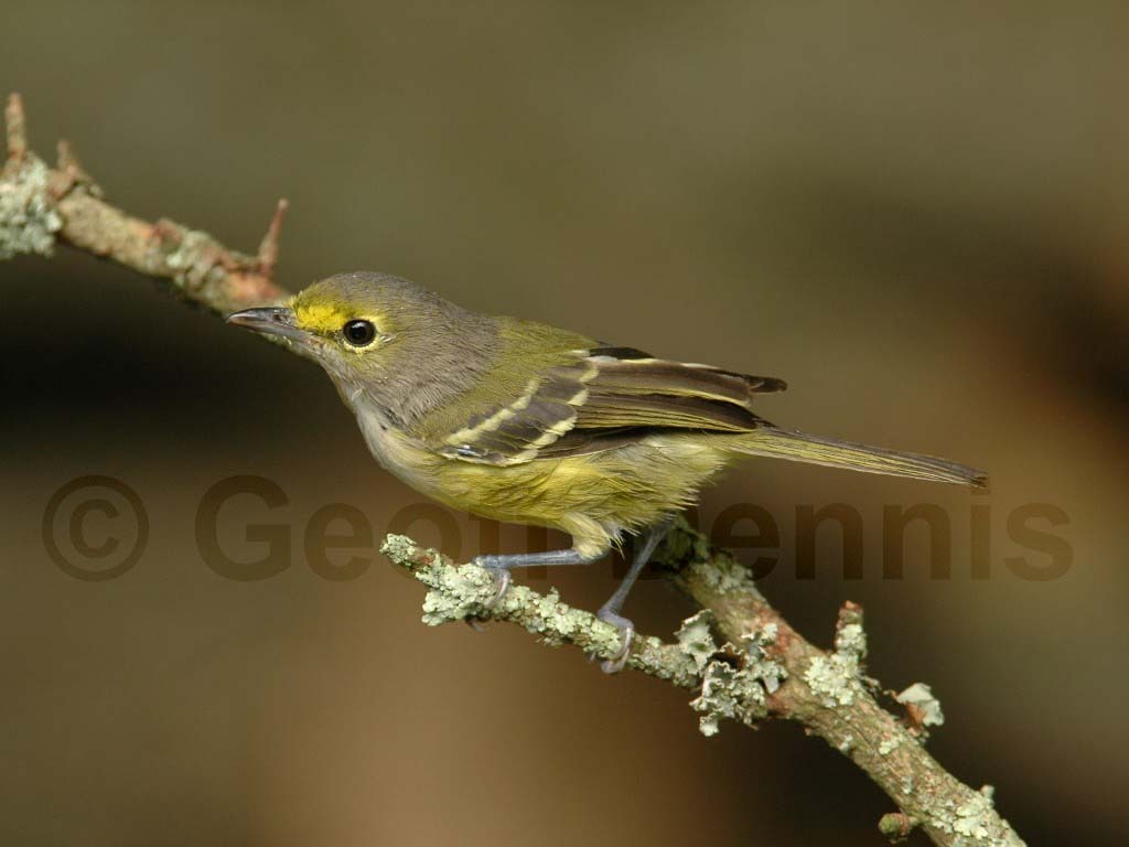 WEVI-AG_White-eyed-Vireo
