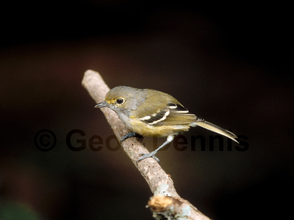 WEVI-AH_White-eyed-Vireo