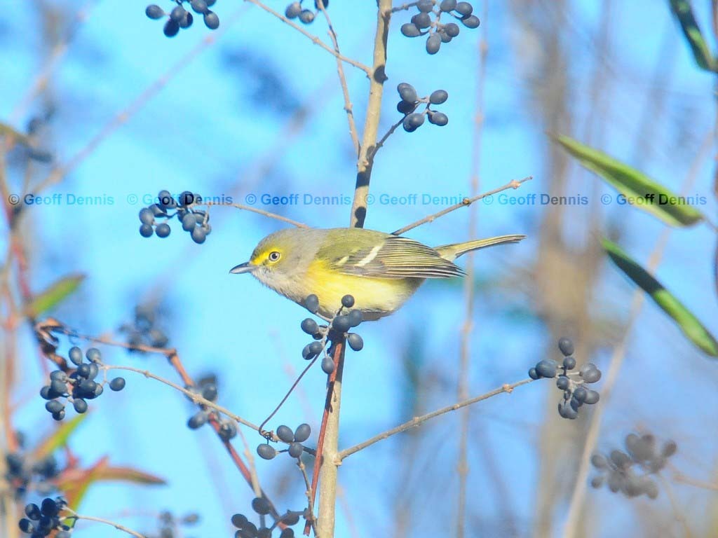 WEVI-AI_White-eyed-Vireo