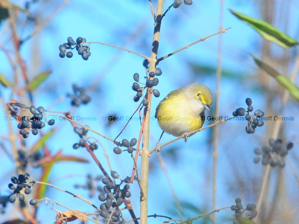 WEVI-AJ_White-eyed-Vireo