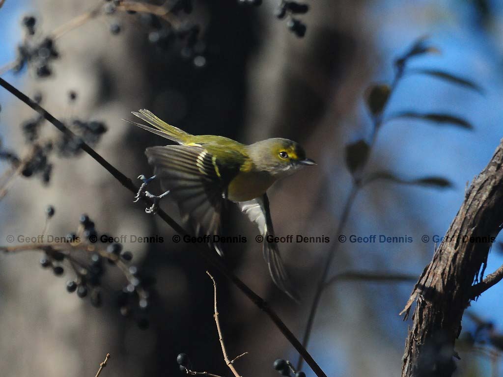 WEVI-AK_White-eyed-Vireo