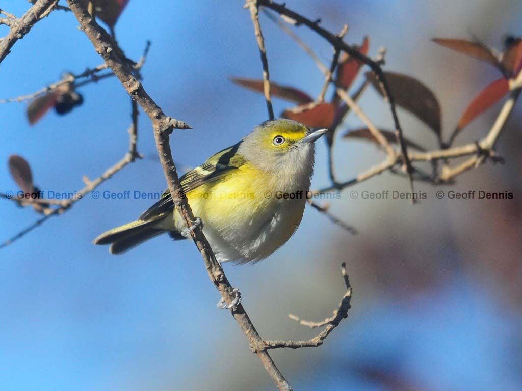 WEVI-AL_White-eyed-Vireo