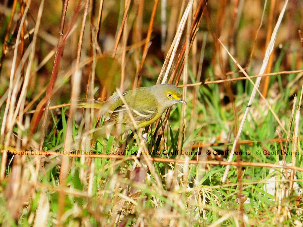 WEVI-AM_White-eyed-Vireo