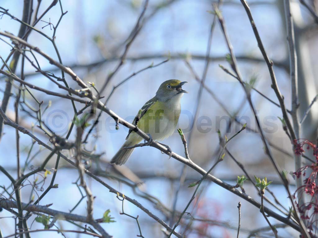 WEVI-AN_White-eyed-Vireo