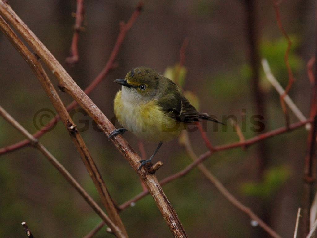 WEVI-AO_White-eyed-Vireo