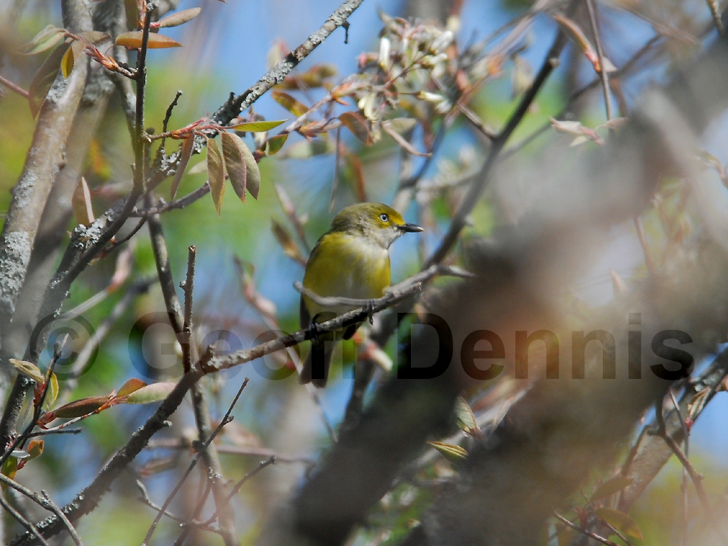 WEVI-AP_White-eyed-Vireo
