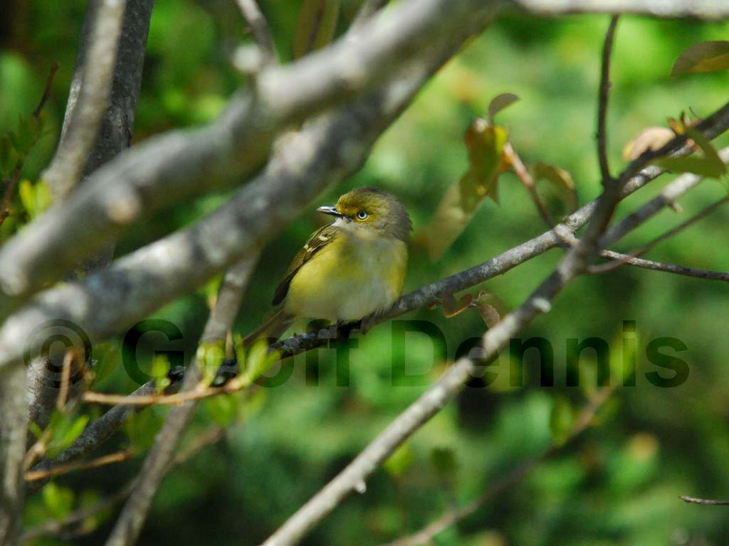 WEVI-AQ_White-eyed-Vireo