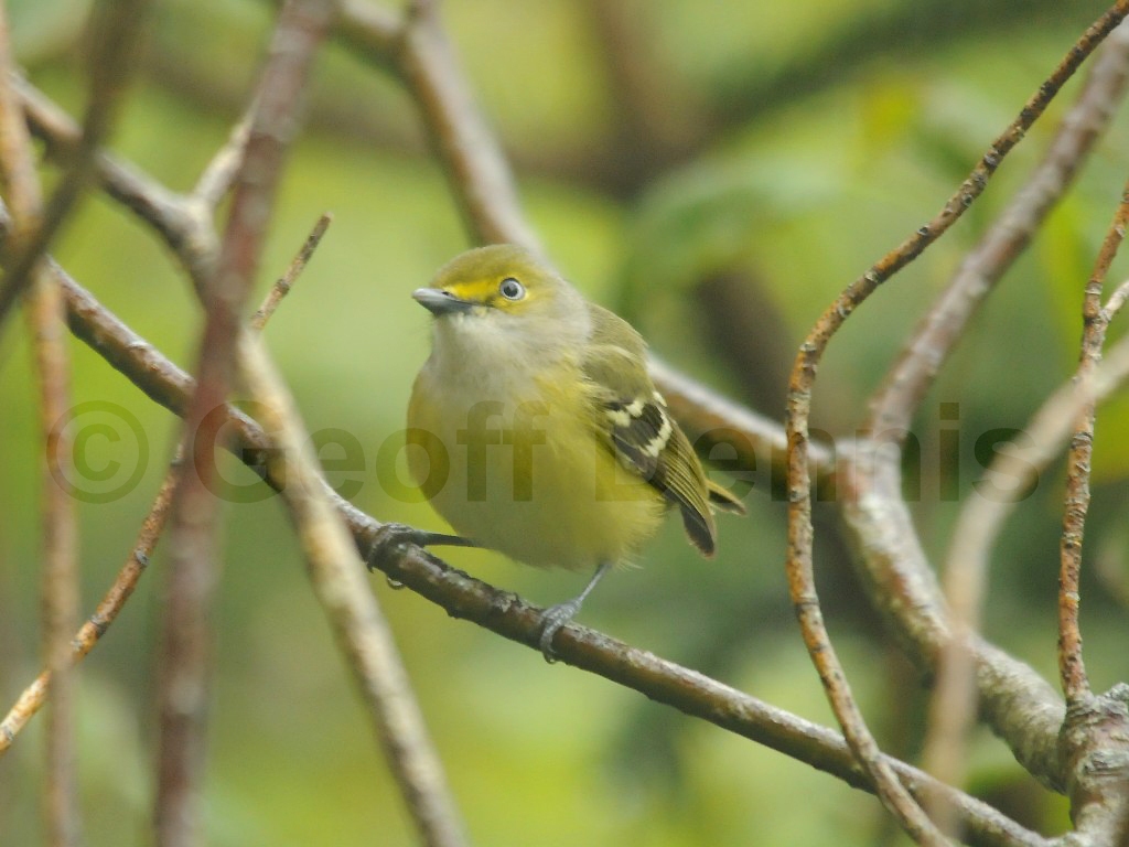 WEVI-AR_White-eyed-Vireo