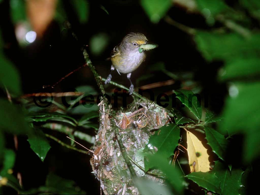 WEVI-AS_White-eyed-Vireo