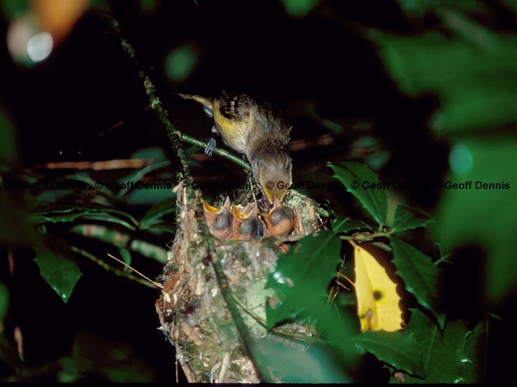 WEVI-AT_White-eyed-Vireo