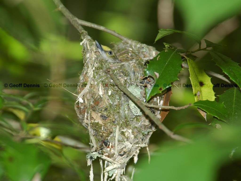 WEVI-AU_White-eyed-Vireo