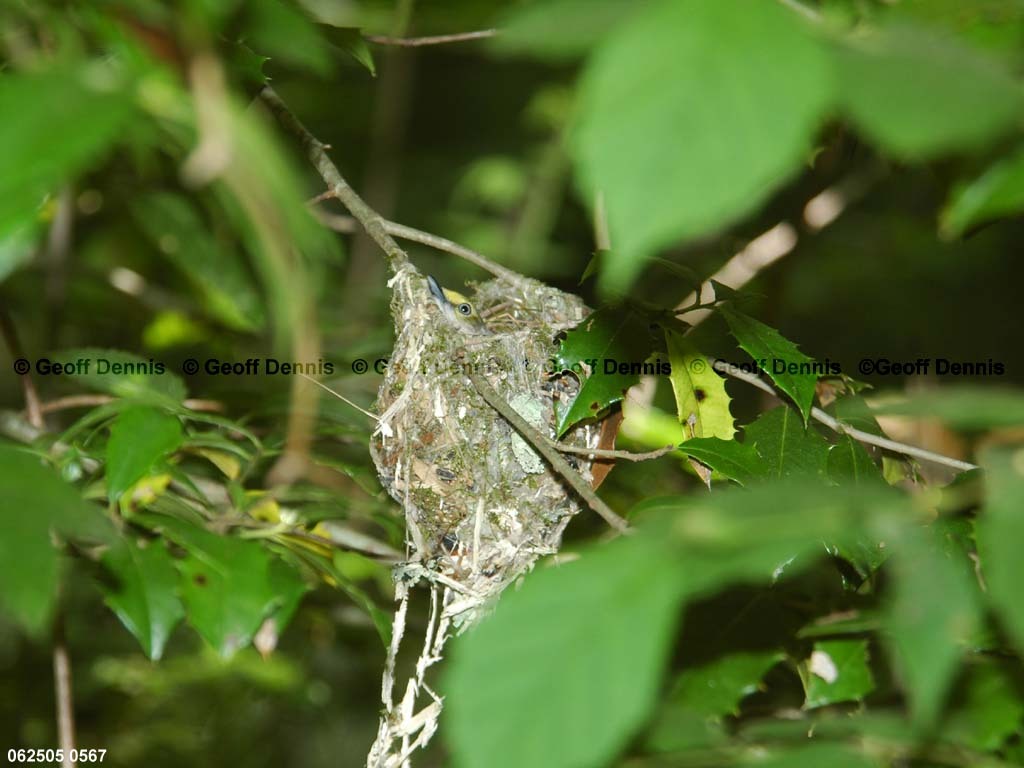 WEVI-AV_White-eyed-Vireo