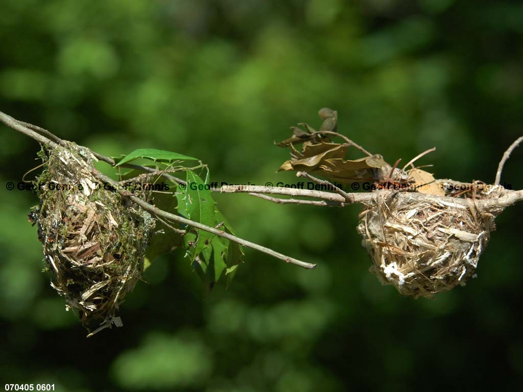 WEVI-AW_White-eyed-Vireo