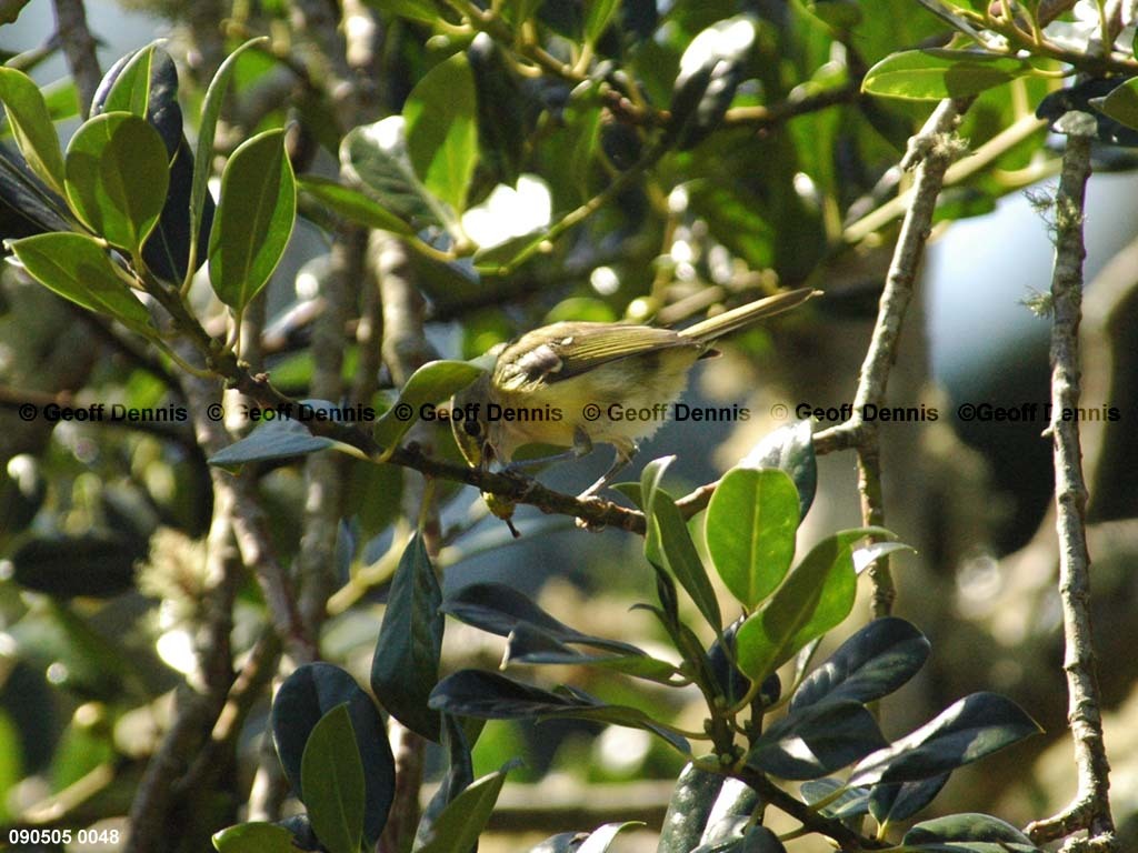 WEVI-AX_White-eyed-Vireo