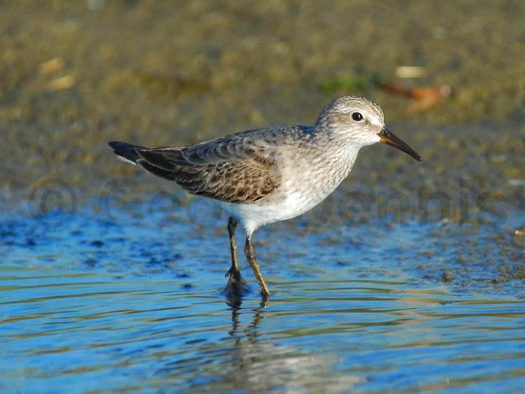 WRSA-AA_White-rumped-Sandpiper