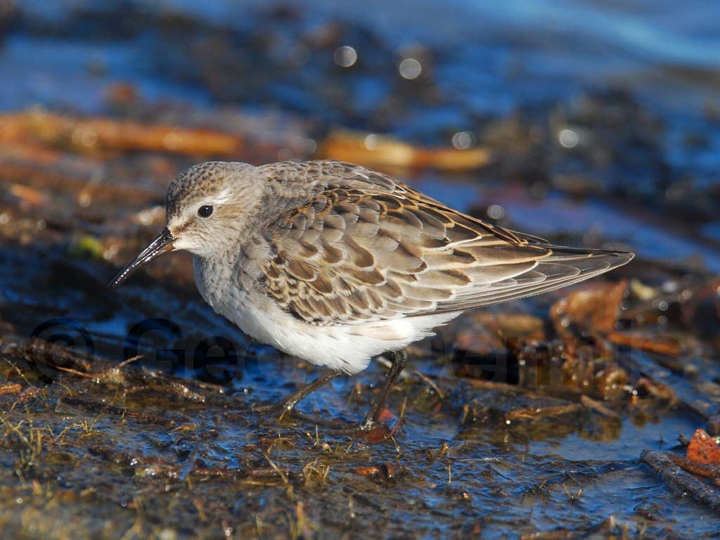 WRSA-AB_White-rumped-Sandpiper