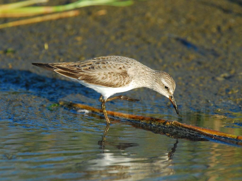 WRSA-AC_White-rumped-Sandpiper