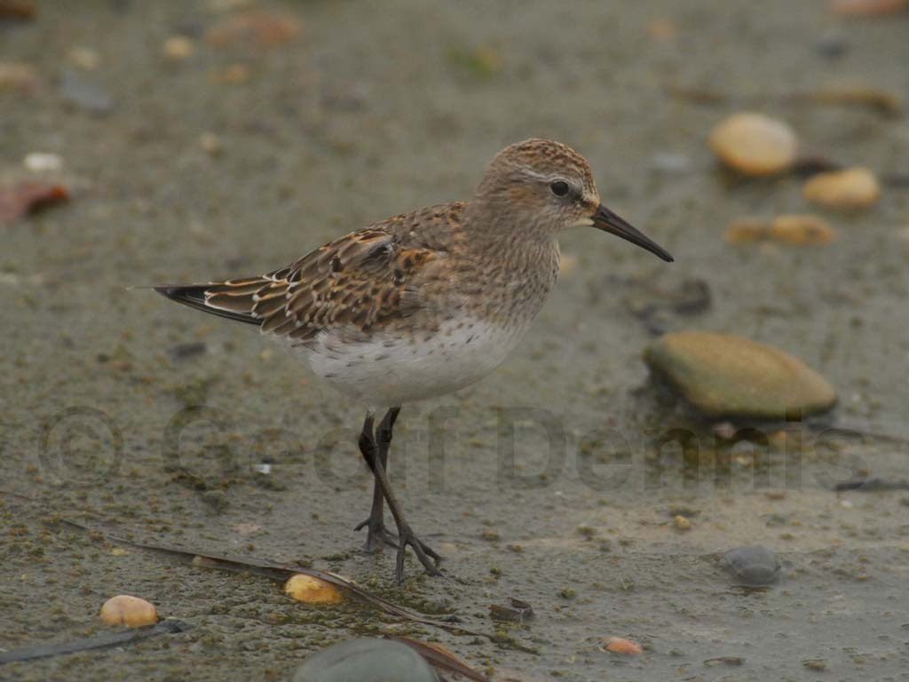 WRSA-AD_White-rumped-Sandpiper