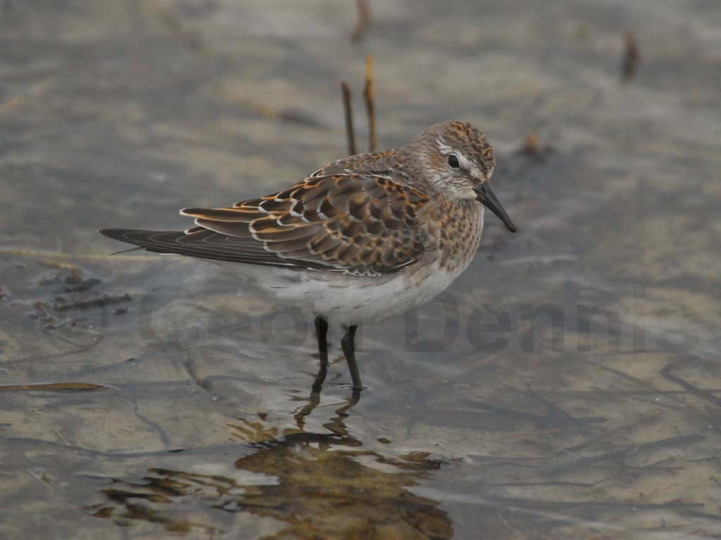 WRSA-AE_White-rumped-Sandpiper