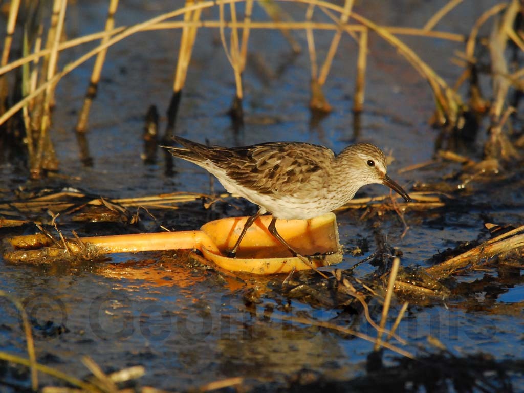 WRSA-AF_White-rumped-Sandpiper