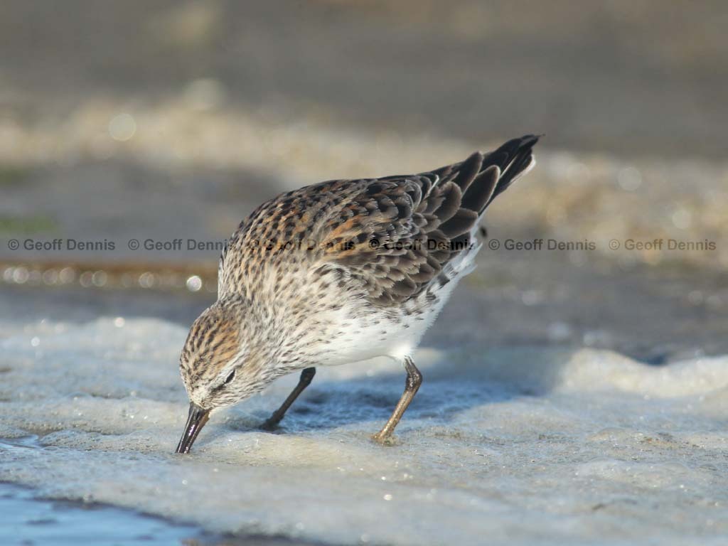 WRSA-AG_White-rumped-Sandpiper