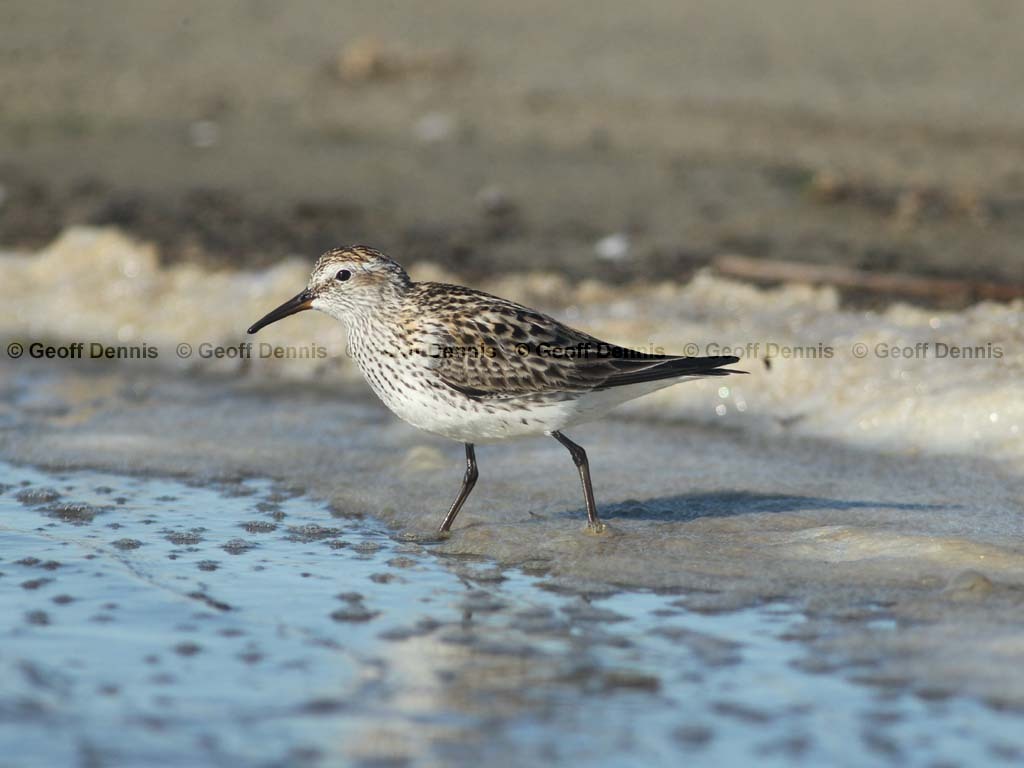WRSA-AH_White-rumped-Sandpiper