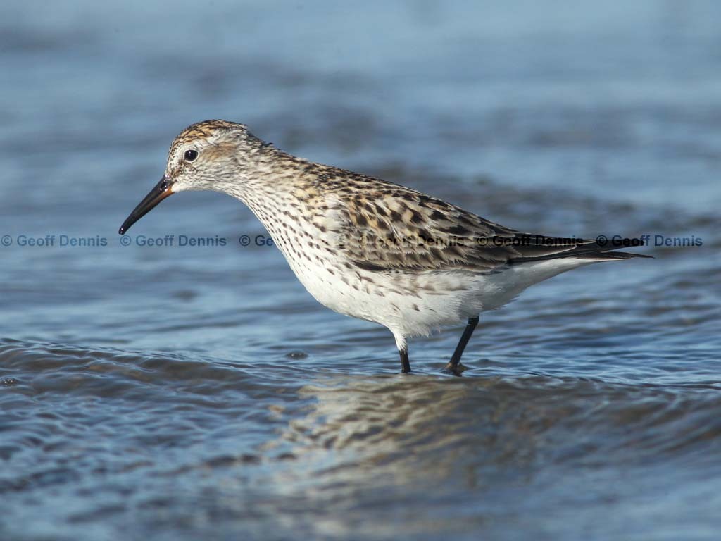 WRSA-AI_White-rumped-Sandpiper