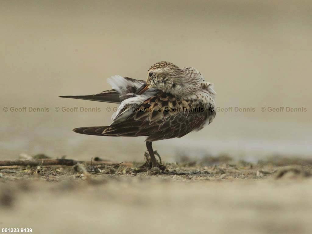 WRSA-AJ_White-rumped-Sandpiper