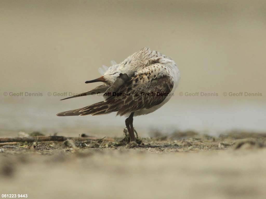 WRSA-AK_White-rumped-Sandpiper