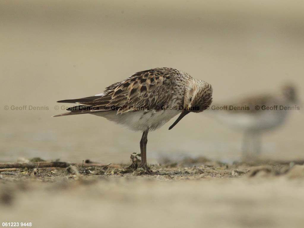 WRSA-AL_White-rumped-Sandpiper