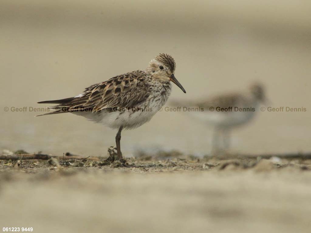 WRSA-AM_White-rumped-Sandpiper