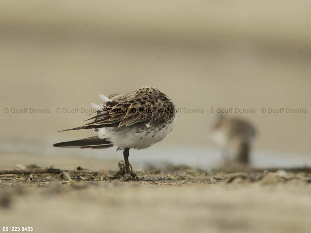 WRSA-AN_White-rumped-Sandpiper