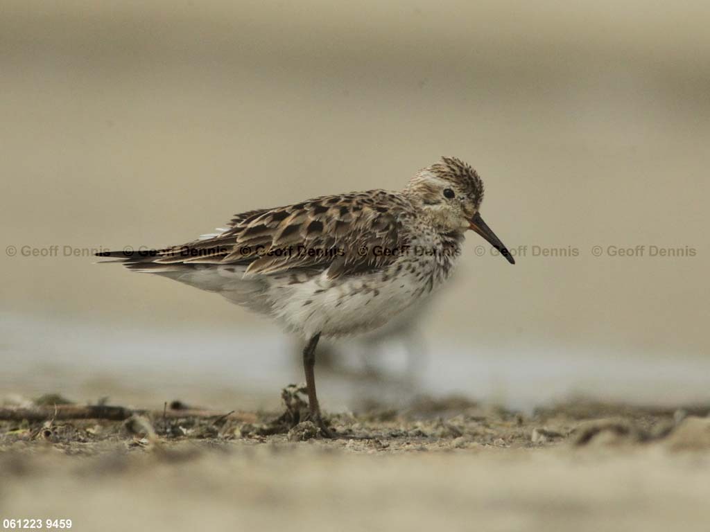 WRSA-AO_White-rumped-Sandpiper