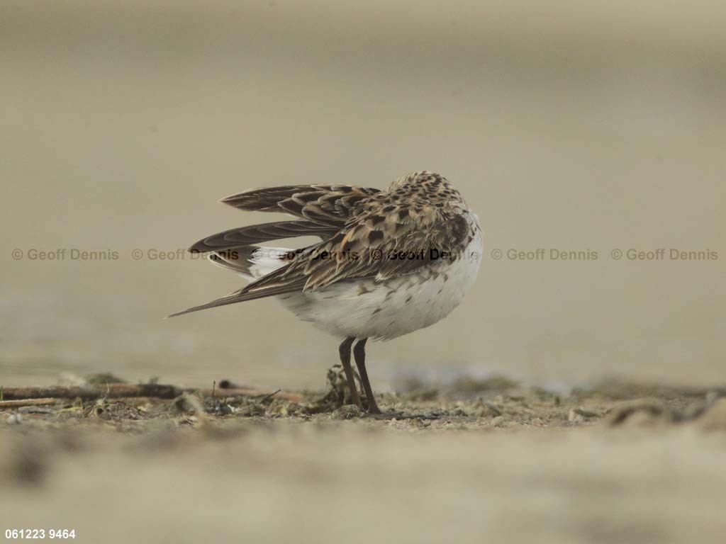 WRSA-AP_White-rumped-Sandpiper