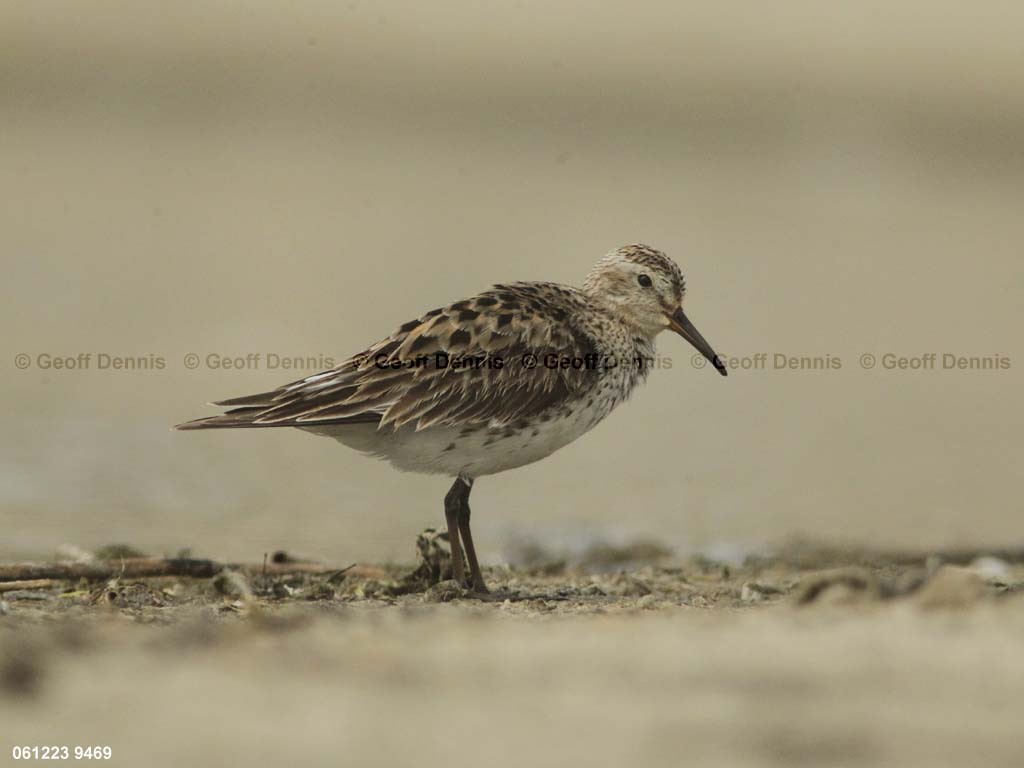 WRSA-AQ_White-rumped-Sandpiper