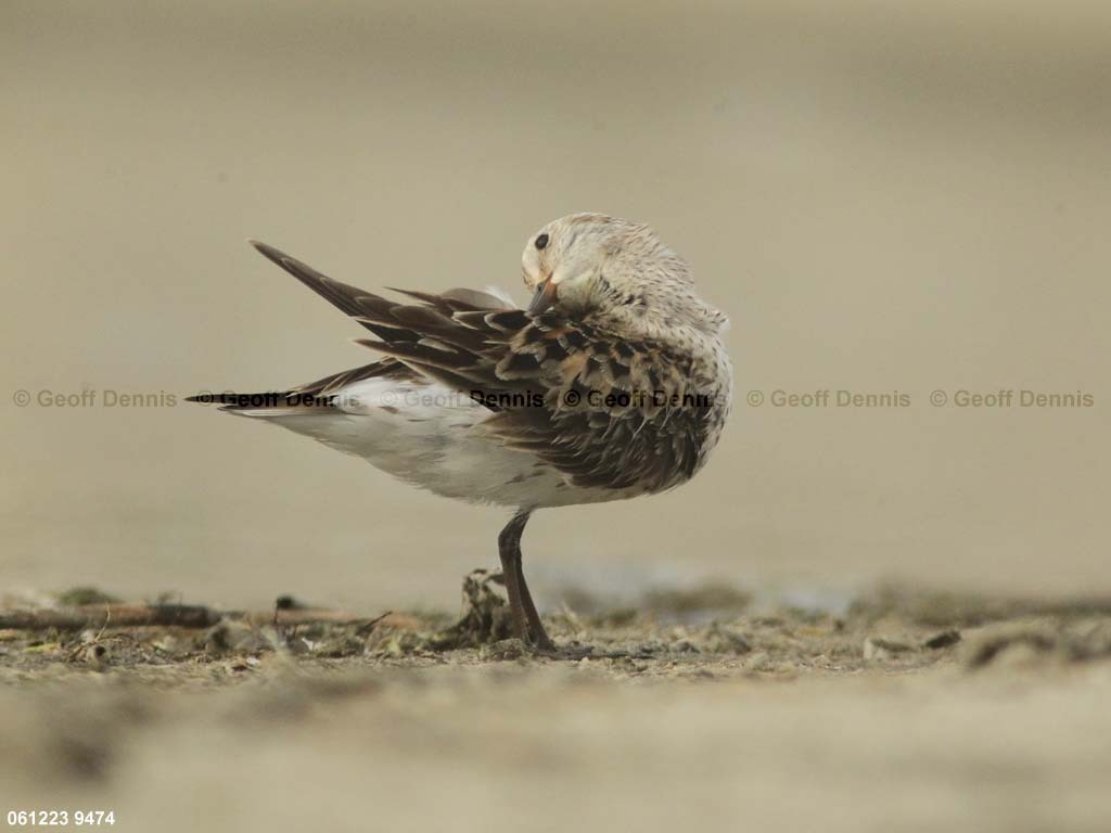 WRSA-AR_White-rumped-Sandpiper
