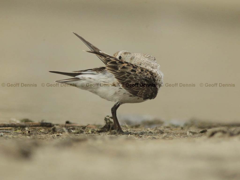 WRSA-AS_White-rumped-Sandpiper