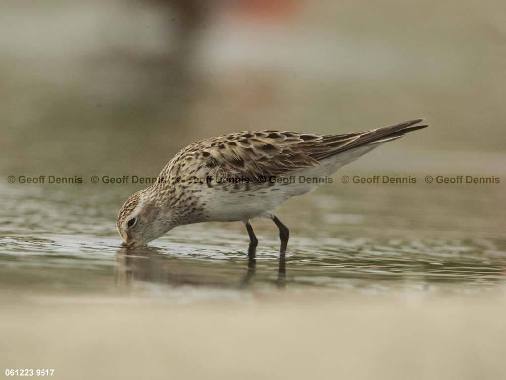 WRSA-AT_White-rumped-Sandpiper