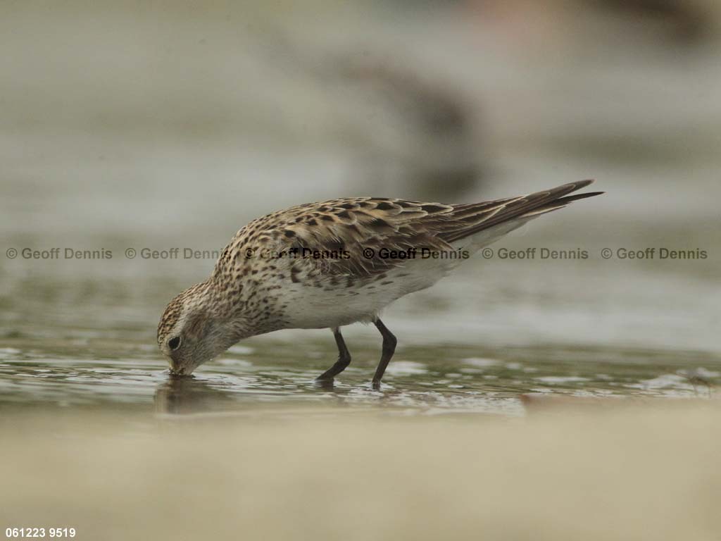 WRSA-AU_White-rumped-Sandpiper